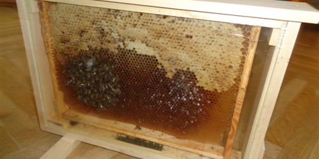 Powiększ grafikę: warsztaty-pszczoly-nasi-mali-przyjaciele-128567.jpg