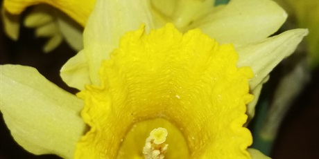 Powiększ grafikę: Na zdjęciu kwiat w kolorze żółtym.