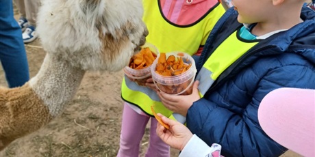 Powiększ grafikę: alpaki-bojano-625728.jpg