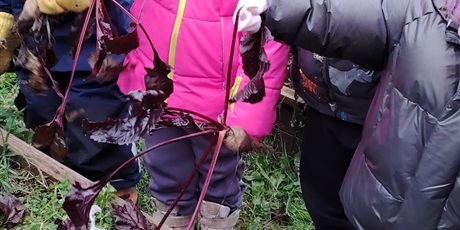 Powiększ grafikę: dzien-buraka-w-wesolych-skrzatach-658461.jpg