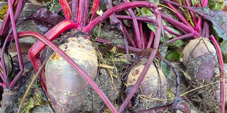 Powiększ grafikę: dzien-buraka-w-wesolych-skrzatach-658471.jpg