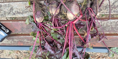 Powiększ grafikę: dzien-buraka-w-wesolych-skrzatach-658472.jpg