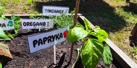 Powiększ grafikę: nasz-przedszkolny-warzywniak-701009.jpg