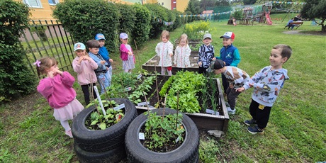 Powiększ grafikę: nasz-przedszkolny-warzywniak-701295.jpg