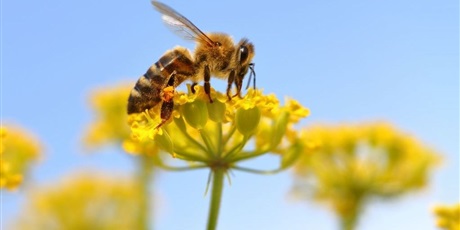 Warsztaty "Pszczoły - nasi mali przyjaciele"