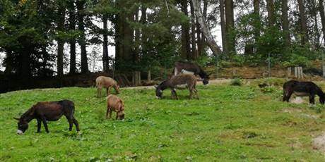 Powiększ grafikę: wycieczka-do-oliwskiego-zoo-93721.jpg