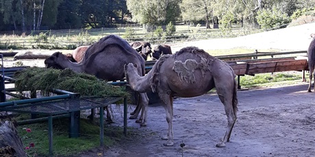 Powiększ grafikę: wycieczka-do-oliwskiego-zoo-94058.jpg