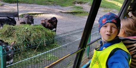 Powiększ grafikę: wycieczka-do-oliwskiego-zoo-95261.jpg