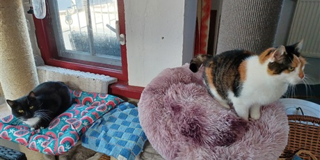 Powiększ grafikę: zakonczenie-akcji-charytatywnej-na-rzecz-fundacji-koty-spod-bloku-679267.jpg