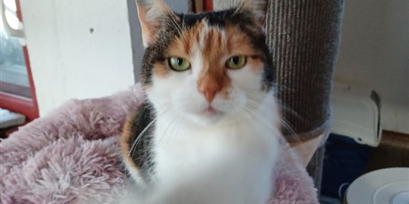 Powiększ grafikę: zakonczenie-akcji-charytatywnej-na-rzecz-fundacji-koty-spod-bloku-679268.jpg