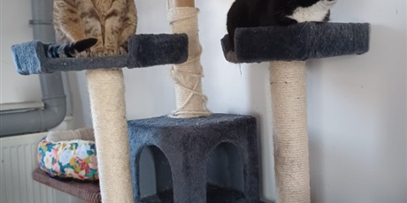 Powiększ grafikę: zakonczenie-akcji-charytatywnej-na-rzecz-fundacji-koty-spod-bloku-679269.jpg