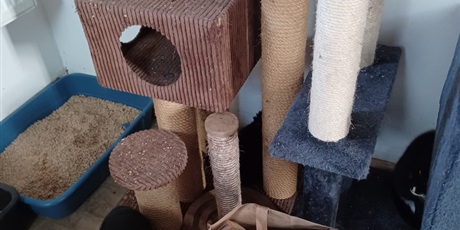 Powiększ grafikę: zakonczenie-akcji-charytatywnej-na-rzecz-fundacji-koty-spod-bloku-679270.jpg