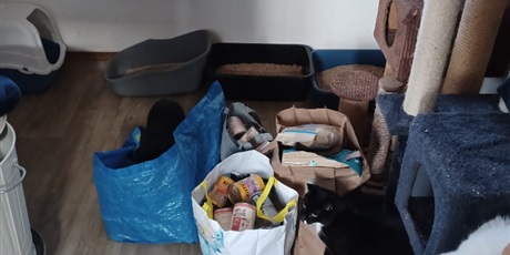 Powiększ grafikę: zakonczenie-akcji-charytatywnej-na-rzecz-fundacji-koty-spod-bloku-679272.jpg