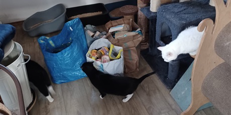 Powiększ grafikę: zakonczenie-akcji-charytatywnej-na-rzecz-fundacji-koty-spod-bloku-679276.jpg