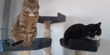 Powiększ grafikę: zakonczenie-akcji-charytatywnej-na-rzecz-fundacji-koty-spod-bloku-679278.jpg