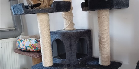 Powiększ grafikę: zakonczenie-akcji-charytatywnej-na-rzecz-fundacji-koty-spod-bloku-679280.jpg