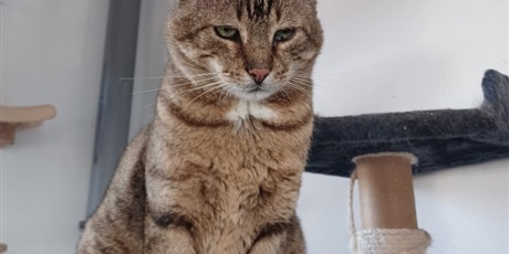 Zakończenie akcji charytatywnej na rzecz Fundacji „Koty spod Bloku”.