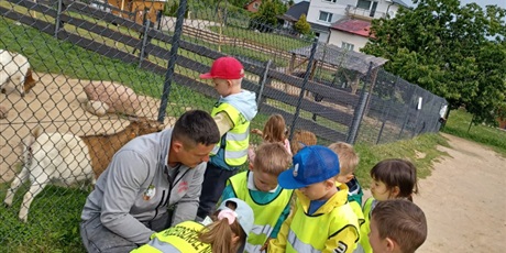Powiększ grafikę: Alpaki Bojano