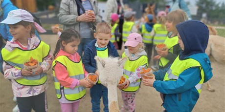 Powiększ grafikę: Alpaki Bojano
