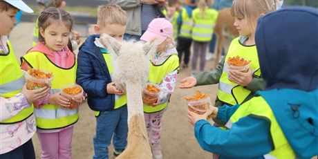 Powiększ grafikę: Alpaki Bojano