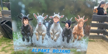 Powiększ grafikę: Alpaki Bojano