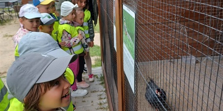 Powiększ grafikę: Alpaki Bojano