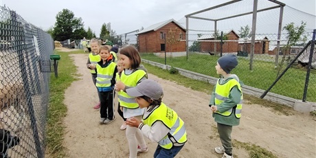 Powiększ grafikę: Alpaki Bojano