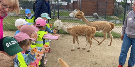 Powiększ grafikę: Alpaki Bojano