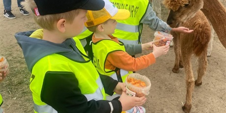 Powiększ grafikę: Alpaki Bojano