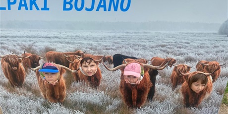 Powiększ grafikę: Alpaki Bojano