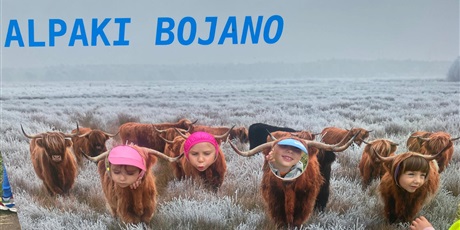 Powiększ grafikę: Alpaki Bojano
