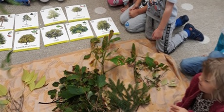 Powiększ grafikę: Dzień drzewa