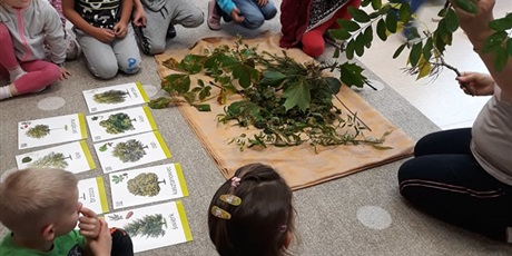 Powiększ grafikę: Dzień drzewa