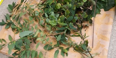 Powiększ grafikę: Dzień drzewa