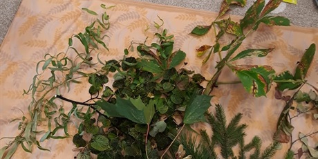 Powiększ grafikę: Dzień drzewa