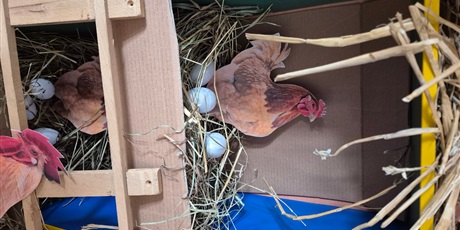 Powiększ grafikę: Mieszkańcy wiejskiego podwórka