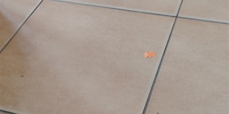 Powiększ grafikę: Poszukiwanie zajączka 