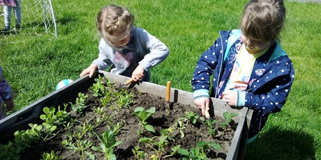 Powiększ grafikę: Prace ogrodnicze na naszej grządce w ogrodzie przedszkolnym