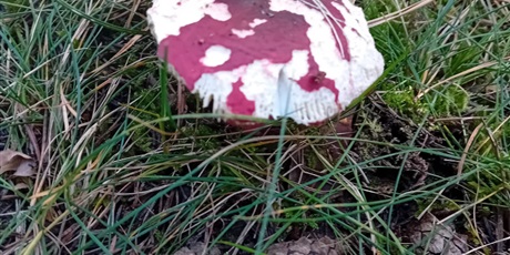Powiększ grafikę: Spacer do lasu i na skrzyżowanie