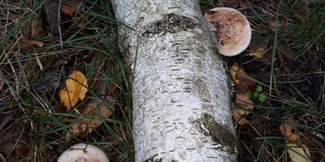 Powiększ grafikę: W poszukiwaniu jesieni