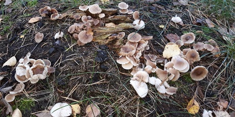 Powiększ grafikę: W poszukiwaniu jesieni