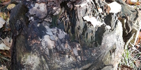 Powiększ grafikę: W poszukiwaniu jesieni