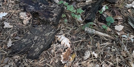 Powiększ grafikę: W poszukiwaniu jesieni