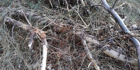 Powiększ grafikę: W poszukiwaniu jesieni