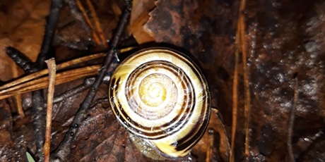 Powiększ grafikę: W poszukiwaniu jesieni