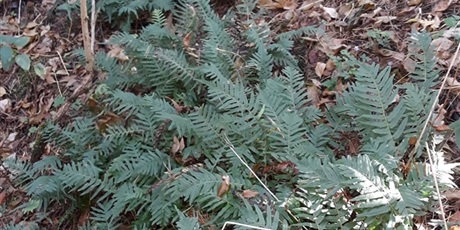 Powiększ grafikę: W poszukiwaniu jesieni