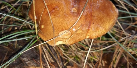 Powiększ grafikę: W poszukiwaniu jesieni