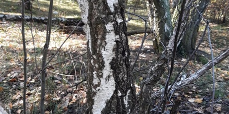 Powiększ grafikę: W poszukiwaniu jesieni