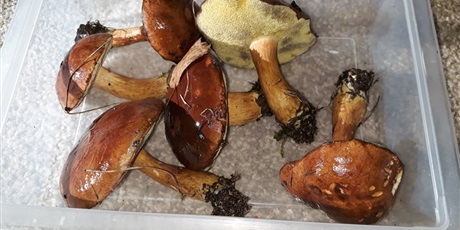 Powiększ grafikę: W poszukiwaniu jesieni