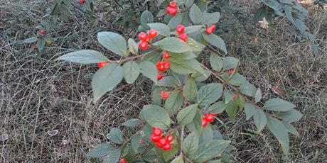 Powiększ grafikę: W poszukiwaniu jesieni